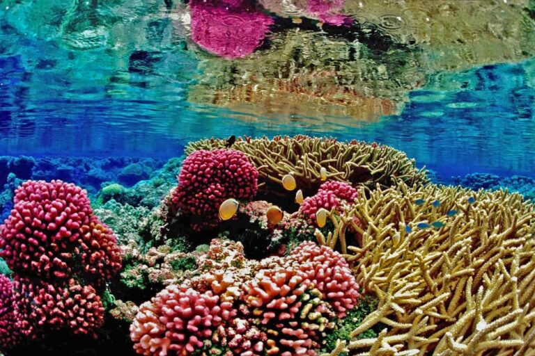 Are Coral Reefs Dying?