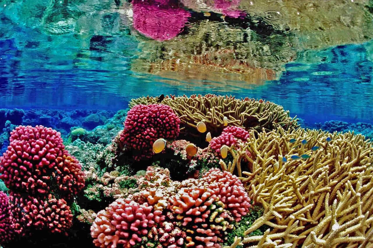 are corals reef dying
