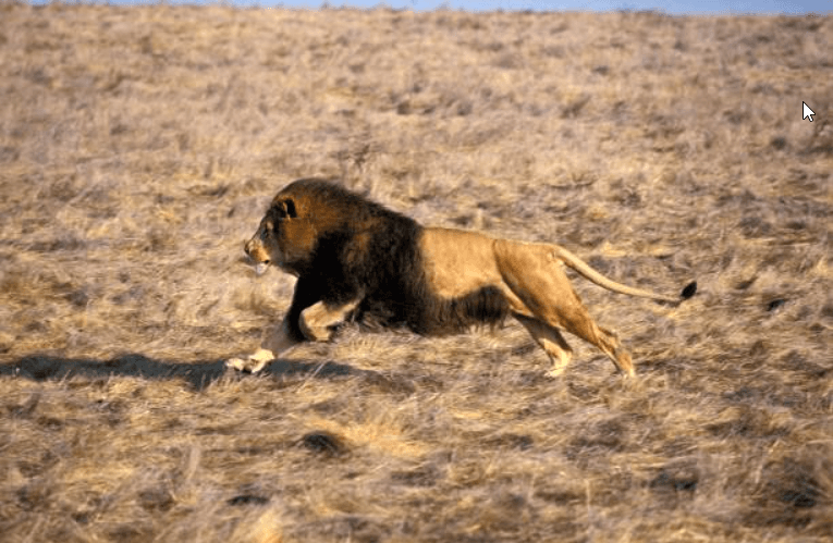 How fast lions can run?